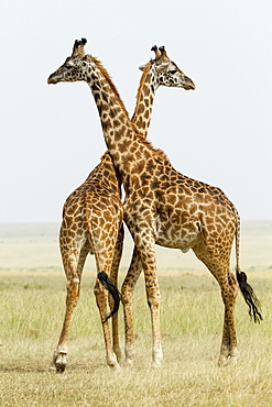 Kenya, Masai-Mara Game Reserve, Girafe masai (Giraffa camelopardalis), males