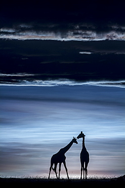 Kenya, Masai-Mara Game Reserve, Girafe masai (Giraffa camelopardalis), at sunrise