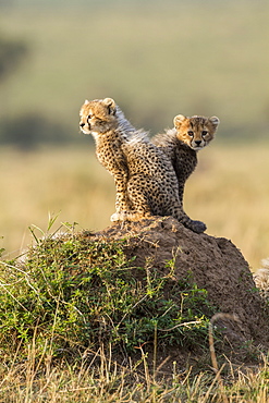 Kenya, Masai-Mara game reserve, cheetah (Acinonyx jubatus), cubs 3 months old