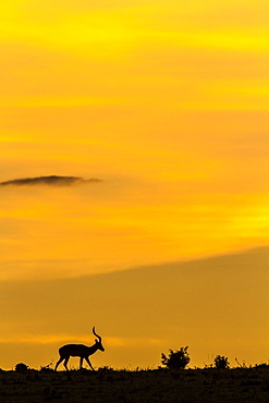 Kenya, Masai-Mara game reserve, Impala (Aepyceros melampus), male at sunrise