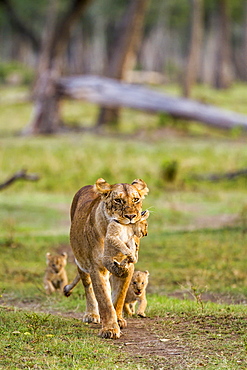 Kenya, Masai-Mara game reserve, Lion (Panthera leo), female carrying one its cubs