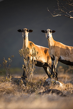 Feral goats (Capra hircus) - Montserrat island