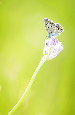 Blue (Plebejus sp) on flower, Province of Arkhangai - Mongolia