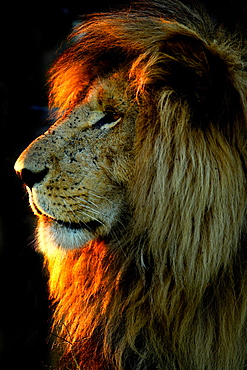 Portrait of Lion (Panthera leo) male, Masai Mara , Kenya. The famous "Scarface" , the lion of the Marais Musiara disfigured on the right eye. This photo shows the so his " good side " .