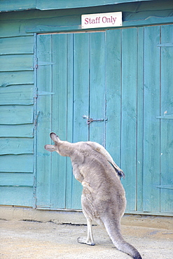 Forester Kangaroo (Macropus giganteus tasmaniensis) front door, Tasmania, Australia