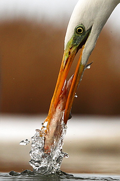 Great Egret ( Egretta alba) with one fish , Hungary