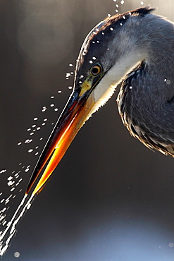 Portrait of Grey Heron (Ardea cinerea) and drops of water against the light , Hungary