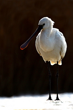 Eurasian Spoonbill ( Platalea leucorodia ) on snow in winter , Hungary