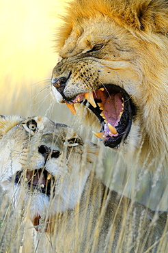 African Lion (Panthera leo) pair mating, Kalahari desert, South Africa