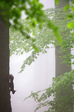 Red squirrel (Sciurus europaeus) down along a trunk in a beech forest in the fog in the spring, Belgium