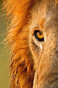 Eye of Lion (Panthera leo) male, Kenya