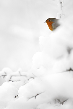 European Robin (Erithacus rubecula) in a snowy hedge, Belgium