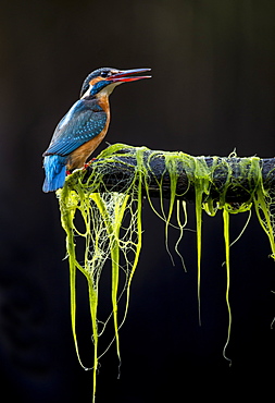 Common Kingfisher (Alcedo atthis) on a branch, Salamanca, Castilla y León, Spain