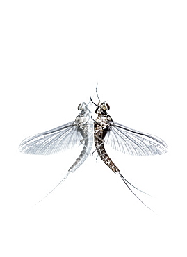 Mayfly (Ephemera glaucops) and its double on white background