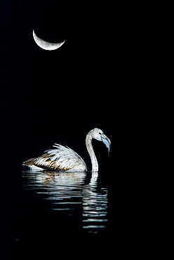 Greater Flamingo (Phoenicopterus ruber roseus) in the water under the moon, Spain