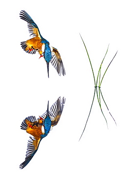 Common Kingfisher (Alcedo atthis) in flight and reflection on white background