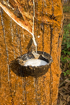 Harvesting latex from rubber trees, Tripura state, India