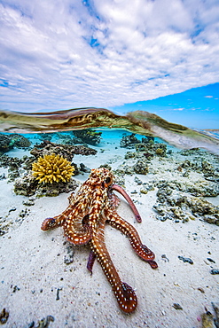 Octopus (Octopus sp) in the lagoon, Mayotte, Indian Ocean.