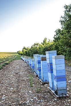 Beehives in front of a lavender field in Moustiers-Sainte-Marie, Provence, France