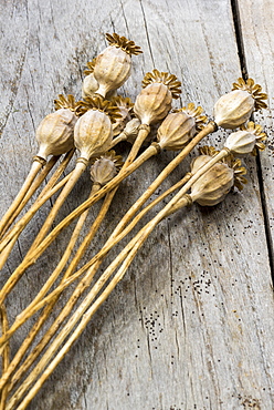 Dried fruits of poppy flowers