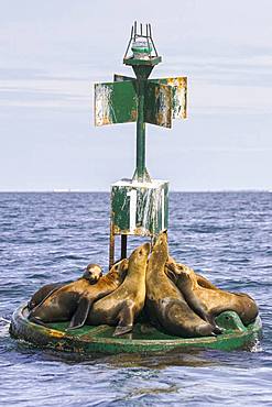 California sea lion ( Zalophus californianus), rests on buoy, Ojo de Liebre Lagoon (formerly known as Scammon's Lagoon), Guerrero Negro, Baja California Sur, Mexico