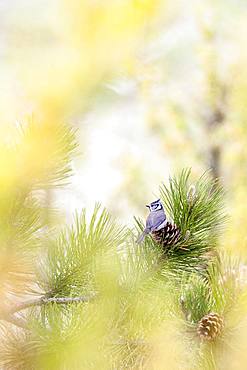 Crested Tit (Lophophanes cristatus) on Pine tree, La-Palud-sur-Verdon, Verdon Regional Nature Park, Alpes de Haute Provence, France