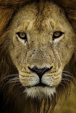 A portrait of a young male Lion (Panthera leo) in Kenya.