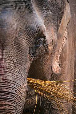 Asian Elephant (Elephas maximus) eating, Chitwan National Park, Nepal, Asia, Unesco World Heritage Site