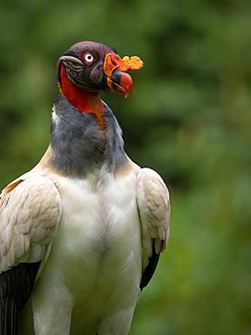 King Vulture (Sarcoramphus papa), adult with open wings, Costa Rica, October