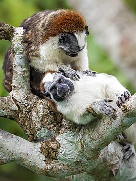 Geoffroy's Tamarin (Saguinus geoffroyi), two adults in mutual grooming, Gamboa, Panama, November