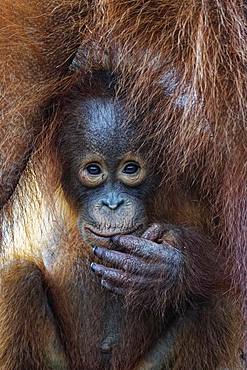 Portrait of young Orang utan (Pongo pygmaeus), Tanjung Puting, Kalimantan, Indonesia