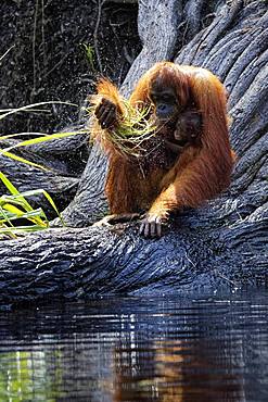 Orang utan (Pongo pygmaeus) with young, Tanjung Puting, Kalimantan, Indonesia