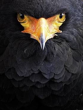 Bateleur (Terathopius ecaudatus). A captive Bataleur Eagle stands watch at an educational event in the UK.