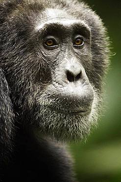 Chimpanzee (Pan troglodytes). An old male Chimp rests in the early morning sun in the rainforests of Uganda.