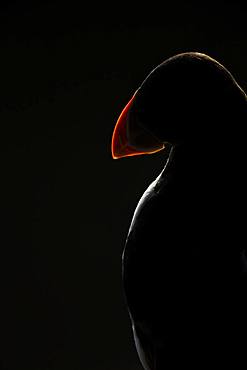 Atlantic Puffin (Fratercula arctica). Harsh rim lighting illuminates a Puffin off the coast of Wales, UK.