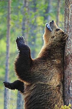 Brown bear (Ursus arctos) male rubbing his back on a pine tree to leave his scent, Finland