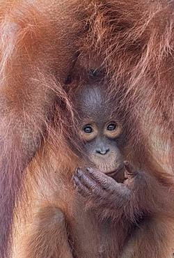 Bornean orangutan (Pongo pygmaeus pygmaeus), Adult female with a baby, detail, Tanjung Puting National Park, Borneo, Indonesia