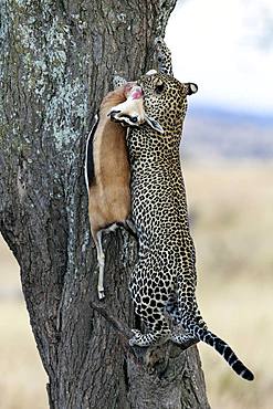 Leopard (Panthera pardus) in a tree with Thomson's gazelle (Eudorcas thomsonii), Serengeti, Tanzania