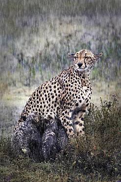 Cheetah (Acinonyx jubatus) female nursing her young in the rain, Serengeti, Tanzania. Asferico Italy 2015 - Highly Commended Glanzlichter Germany 2015 - Highly Commended