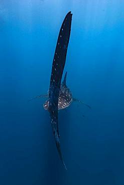 Behind the huge caudal fin of a whale shark (Rhincodon typus), Madagascar