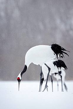 Japanese crane (Grus japonensis) in the snow, Hokkaido, Japan.