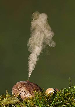 Common puffball (Lycoperdon perlatum) expelling spores, Spain