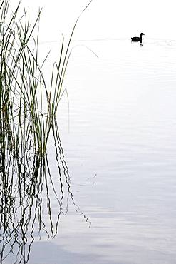 Common Coot (Fulica atra) on the water, Lake Mison, Alpes de Haute Provence, France