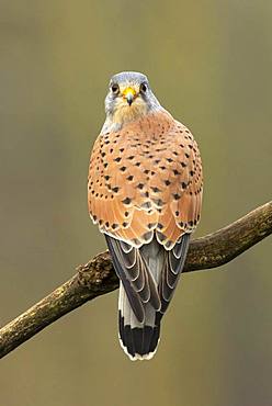 Kestrel (Falco tinnunculus) perched on a branch, England