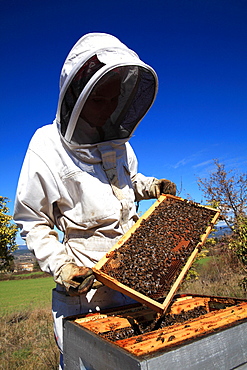 Beekeeper inspecting hives during honey production