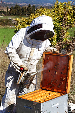 Beekeeper inspecting hives during honey production