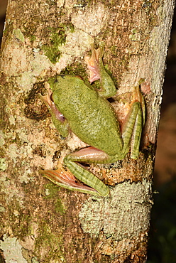 Dagger treefrog (Boophis albilabris) on a branch, Andasibe, Périnet, Région Alaotra-Mangoro, Madagascar