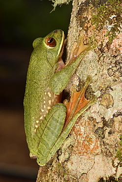 Dagger treefrog (Boophis albilabris) on a branch, Andasibe, Périnet, Région Alaotra-Mangoro, Madagascar