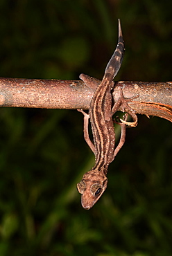 Graceful Madagascar Ground Gecko (Paroedura gracilis) in forest at night, Andasibe, Périnet, Région Alaotra-Mangoro, Madagascar