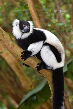 Ruffed lemur (Varecia variegata) in the forest, Pangalanes Canal, Ampitabe Lake, Atsinanana Region, Madagascar